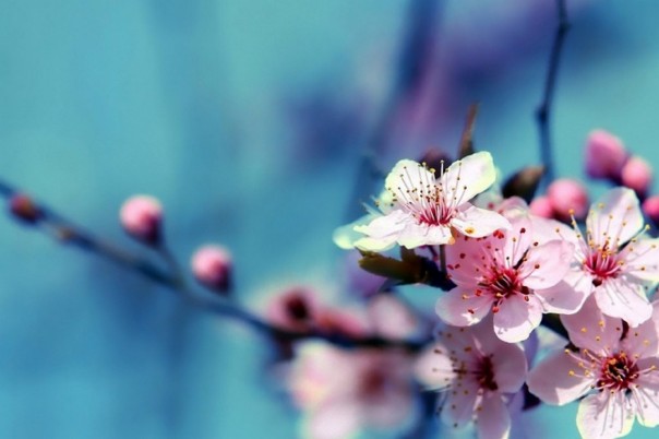 Хороших новостей столько, что нужно съесть лимон. Александр Роджерс Хороших новостей столько, что нужно съесть лимон. Александр Роджерс