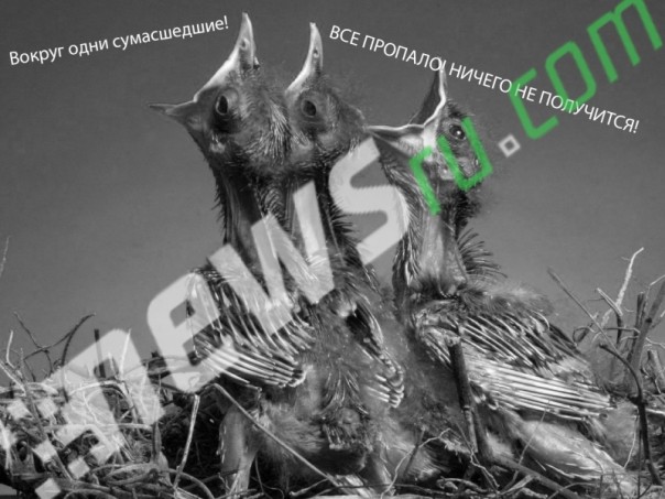 «NEWSru» — портал подростковых политических прогнозов «NEWSru» — портал подростковых политических прогнозов