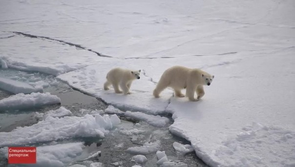 Специальный репортаж. Белый царь