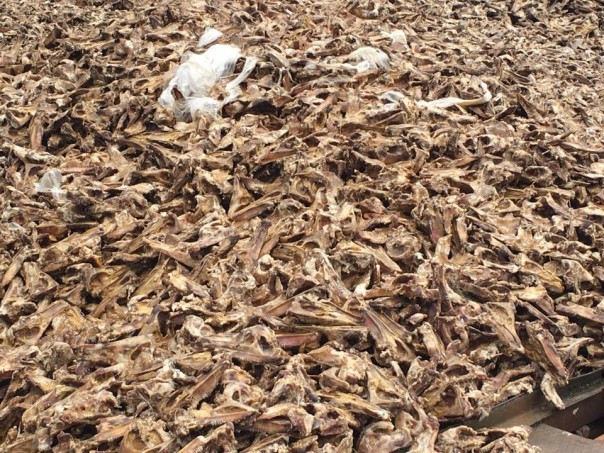 На Волыни появилась «долина смерти» На Волыни появилась «долина смерти»