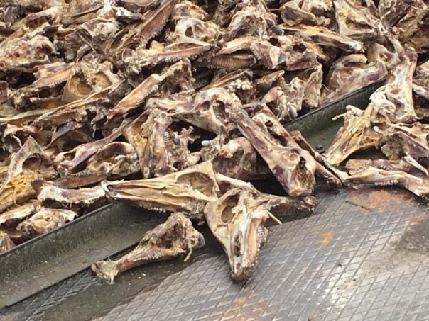 На Волыни появилась «долина смерти» На Волыни появилась «долина смерти»