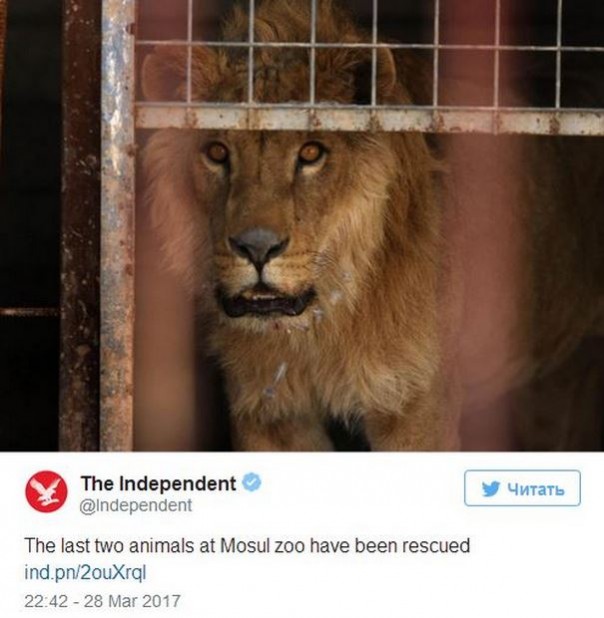 Из зоопарка в Мосуле вывезли выживших животных
