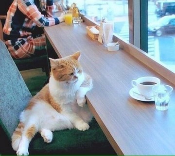 Всё, что вы хотели знать о кофе. Коротко и со смыслом