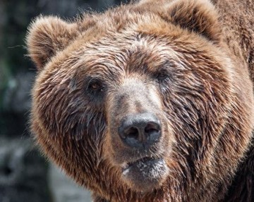 В Таганроге полиция ищет мужчину, выгуливавшего медведя во дворе