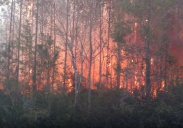 Нельзя жечь книги: житель Флориды устроил крупнейший в истории штата пожар