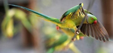 Сказки Индии: попугаи-наркоманы