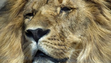 Из зоопарка в Мосуле вывезли выживших животных