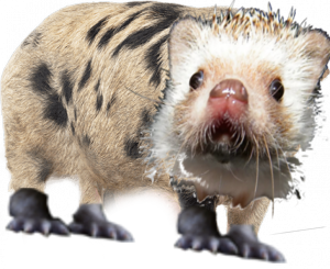 В Зурумбии вывели новую породу ежей