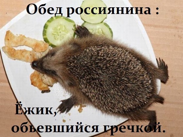 В Зурумбии вывели новую породу ежей