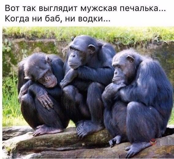 Мыздобулы. Картинки смешные и не очень. 15.04.2017