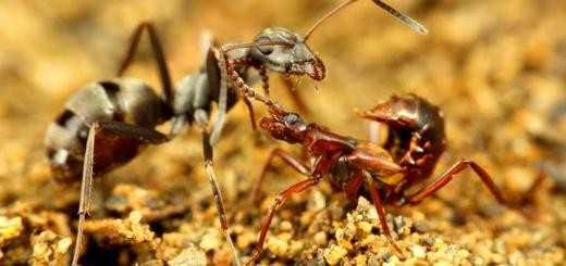 Навязчивые гости муравьев Навязчивые гости муравьев
