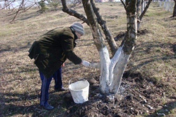 В Киеве запретили коммунальщикам белить бордюры и деревья: это отрыжка «совка» В Киеве запретили коммунальщикам белить бордюры и деревья: это отрыжка «совка»