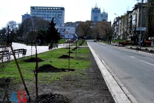 Полсотни деревьев высажено на аллее дружбы «Донецку от Липецка» в центре столицы ДНР