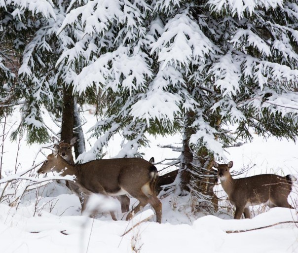 Красивый снимок