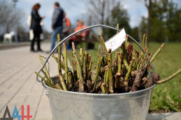 Донецк – это «город миллиона роз», но мы планируем увеличить их количество до двух миллионов Донецк – это «город миллиона роз», но мы планируем увеличить их количество до двух миллионов
