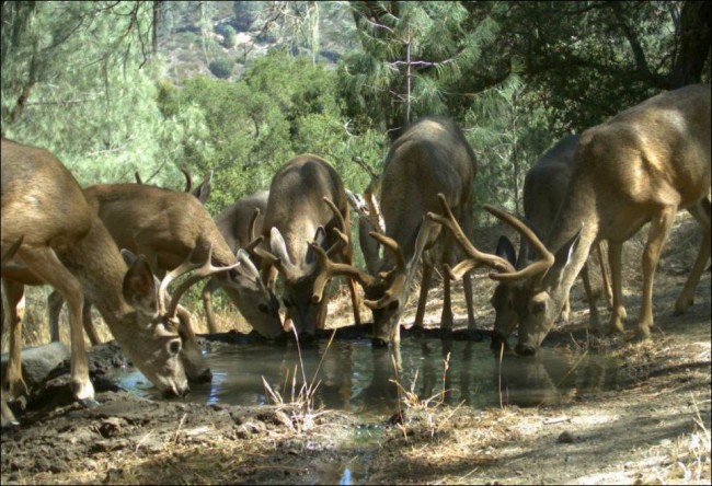 Медведь негодяй (3 фото) Медведь негодяй (3 фото)