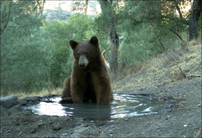 Медведь негодяй (3 фото) Медведь негодяй (3 фото)
