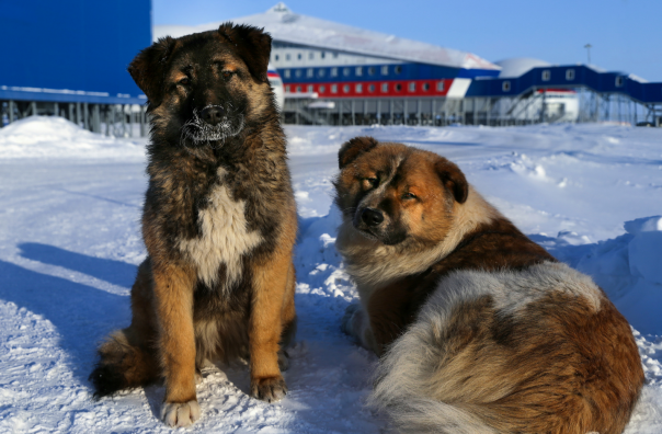 Минобороны показало уникальную военную базу "Арктический трилистник" Минобороны показало уникальную военную базу "Арктический трилистник"