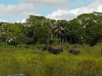 Очевидец снял на видео схватку слоненка с крокодилом