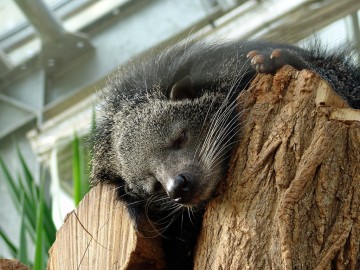 Бинтуронг - котомишка