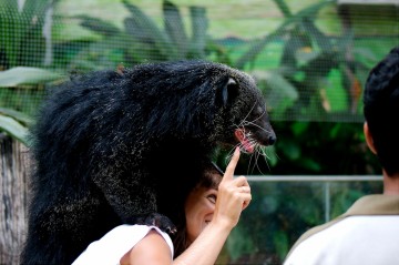 Бинтуронг - котомишка