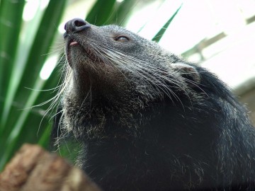 Бинтуронг - котомишка