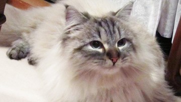 Сотрудничество РФ и Японии: дипломаты кот Мир и собака Мечта делают свое дело!