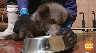 Медвежьи спасатели