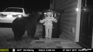 Медведь страдающий коулрофобией остался без ужина