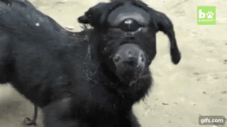 В Индии родился козлёнок-циклоп, которому теперь поклоняются местные жители