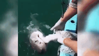 Акула выбесила рыбака, вцепившись в его сеть как собака (видео)