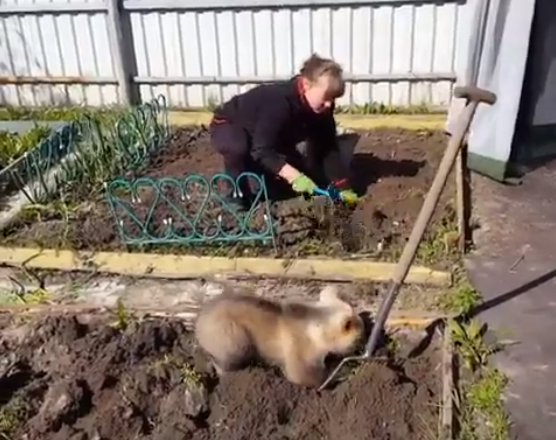 Обычный день в России: медведь помогает на даче сажать картошку