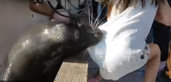 В Канаде морской лев утащил девочку в воду