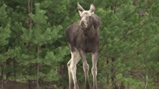 Полиция застрелила лосенка Дурашку, ставшего любимцем финнов