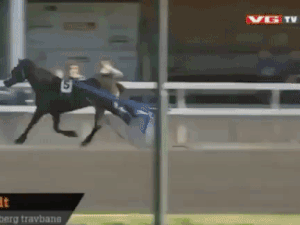 Лошадь сбросила жокея и погибла страшной смертью, насадив себя на забор