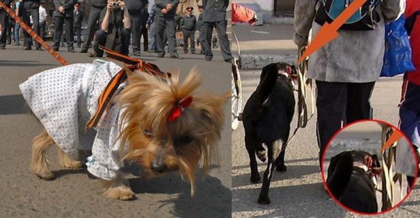 Как «георгиевскую ленточку» НЕ НУЖНО использовать. Имейте уважение! Как «георгиевскую ленточку» НЕ НУЖНО использовать. Имейте уважение!