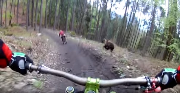 Медведь едва не набросился на велосипедистов в Словакии