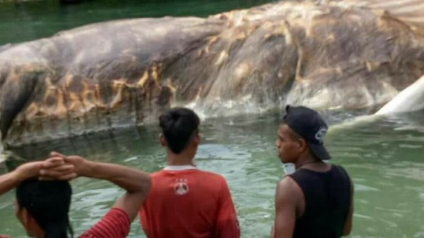 В Индонезии обнаружили тело неизвестного гиганского существа