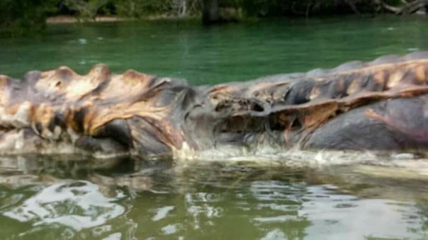 В Индонезии обнаружили тело неизвестного гиганского существа