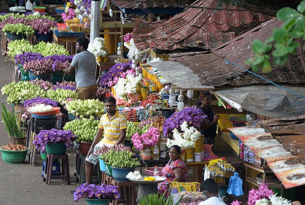В Китае семена лотоса тысячелетней давности дали всходы В Китае семена лотоса тысячелетней давности дали всходы