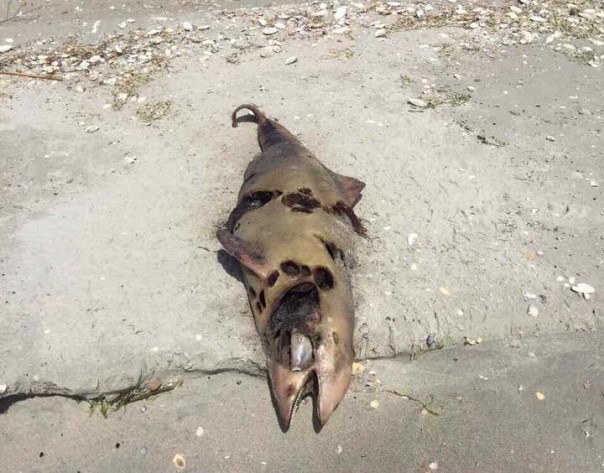 Под Одессой десятки мертвых дельфинов выбросило на берег