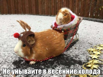 "Мыздобулы" в картинках. Смешных и не очень... 17.05.2017