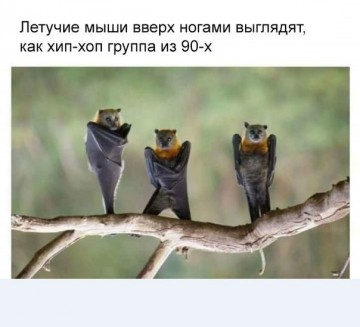 "Мыздобулы" в картинках. Смешных и не очень... 17.05.2017