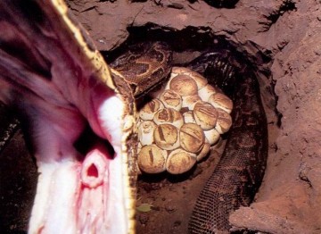 Поймать питона на живца: опасная забава для настоящих африканских мужчин