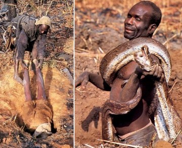 Поймать питона на живца: опасная забава для настоящих африканских мужчин