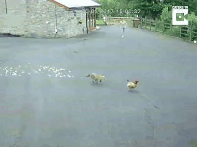 Хозяин фермы в трусах превратил погоню лисы за курицей из триллера в комедию