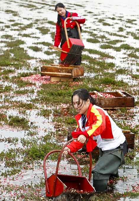 Как собирают клюкву Как собирают клюкву