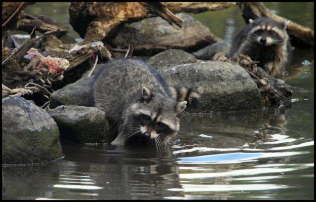 О енотах О енотах