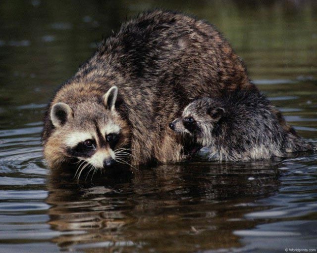 О енотах О енотах