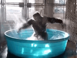 Горилла стала звездой зоопарка Далласа благодаря зажигательному танцу в бассейне